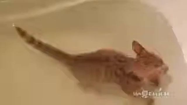 Кот отлично плавает - Cat Swim