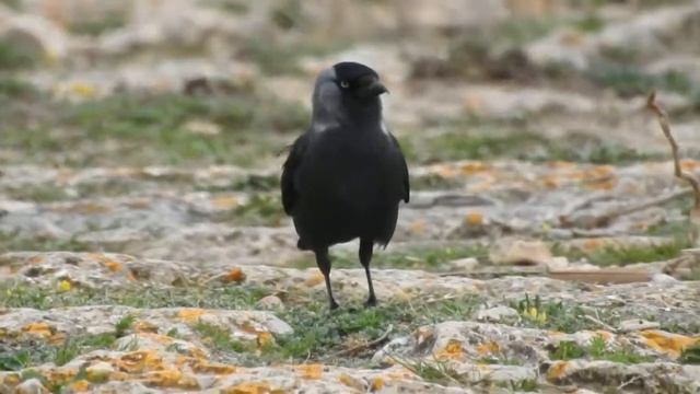Western Jackdaw, Taccola eurasiatica (Coloeus monedula) смотреть онлайн