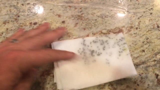 How To Grow a Kiwi Tree or Vine From Seed, Days 0-24 смотреть онлайн