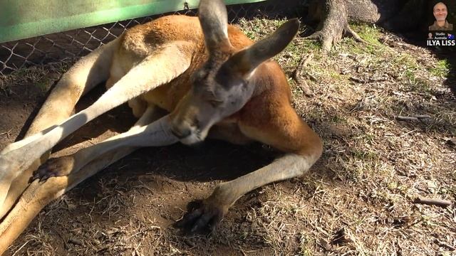 Коротко о странных: кенгуру (видео 571) смотреть онлайн