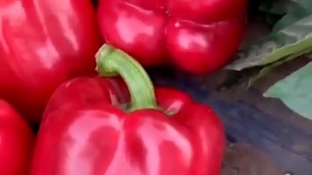 Амарок F1 / Amarok F1 - Перец, Clause