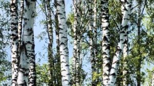 Русская народная песня «Во поле берёза стояла».