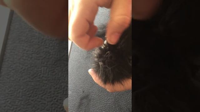 Trimming griffon parts 1 смотреть онлайн