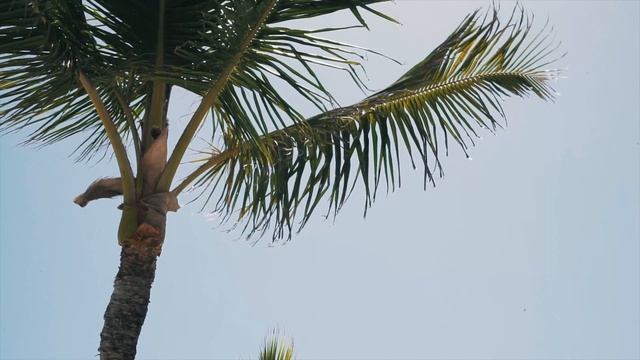 Traveling to Punta Cana, Dominican Republic! | Hard Rock Resort смотреть онлайн