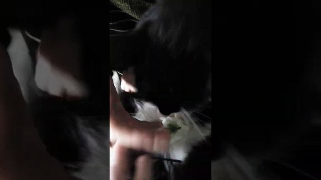 Кот флориста! смотреть онлайн
