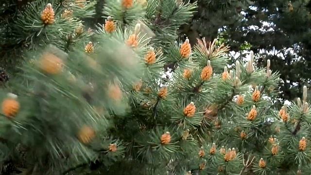 Pollen Clouds - Austrian Black Pine (Pinus nigra austriaca) смотреть онлайн