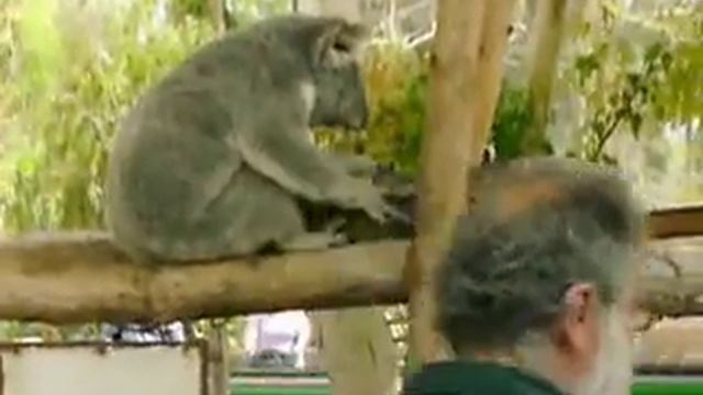 Коала 2 смотреть онлайн