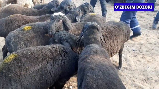 Qo'g'ay Egizchi |Bo'g'oz | Qo'y-qo'zi ARZON NARXLARI КУГАЙ ЭГИЗЧИ БУГОЗ КУЙЛАР БОЗОРИ НАРХЛАРИ АРЗО