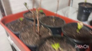 ГОРТЕНЗИЯ крупнолистная, перезимовали отлично👍ЧЕРНЫЙ РЫЦАРЬ ждем красоту!