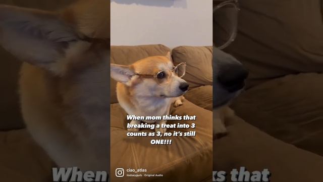 Nothing gets passed me! 😜🐶 #corgi #funnydogs #puppies смотреть онлайн