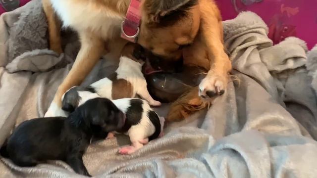 The PUPPIES WERE BORN ! Pt 2.