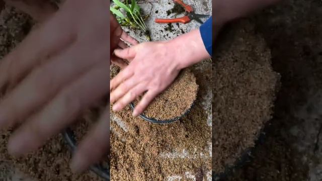 How amazing to grow orchids propagate plant fast and easy #2704 смотреть онлайн