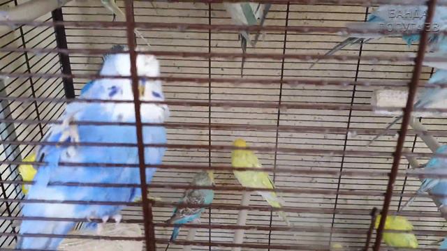 Стайка выставочных волнистиков купается смотреть онлайн