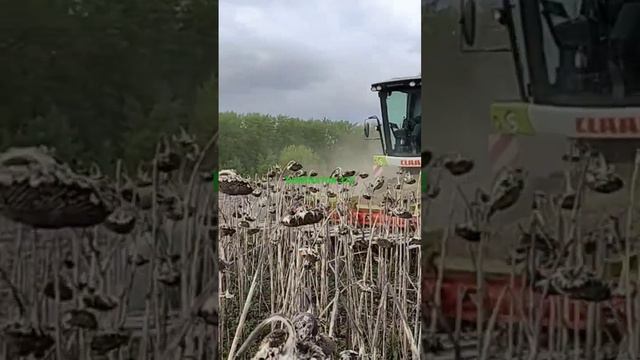 CLAAS DOMINATOR 370 убираем подсолнечник в мае смотреть онлайн