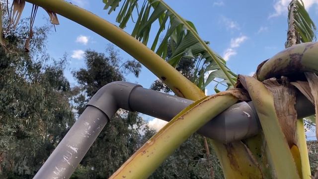 Ice Cream Banana Harvest!!! | How to Harvest and Store Backyard Bananas смотреть онлайн
