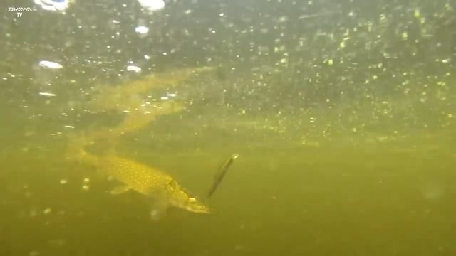 Новинки DAIWA, ИТОГИ сезона ловли 2021! смотреть онлайн