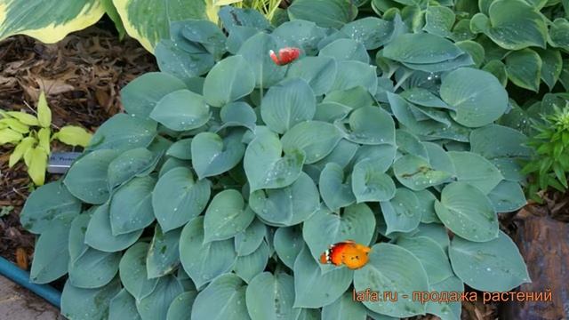 Хоста гибридная Блу Кадет (hosta blue cadet) ? Блу Кадет обзор: как сажать, луковицы хосты Блу Каде смотреть онлайн