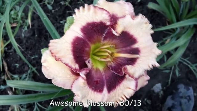 Лилейник AWESOME BLOSSOM смотреть онлайн