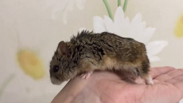 Домашний питомец смотреть онлайн