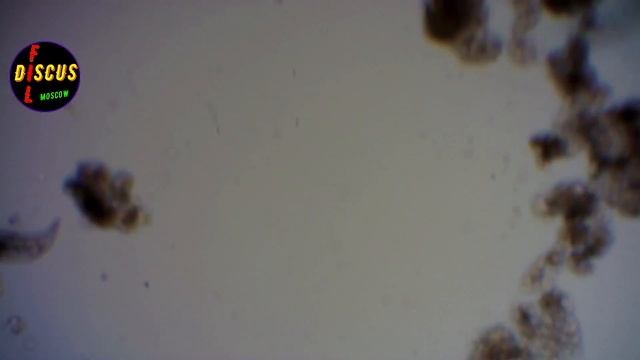 ДИСКУСЫ. МИРУ-МИР!!!, исследование по горячему следу, смотреть онлайн