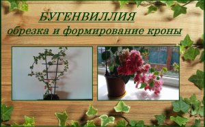 Что нужно для цветения бугенвиллии, обрезка и формирование кроны