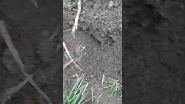 Земляная жаба потревожена в норке смотреть онлайн