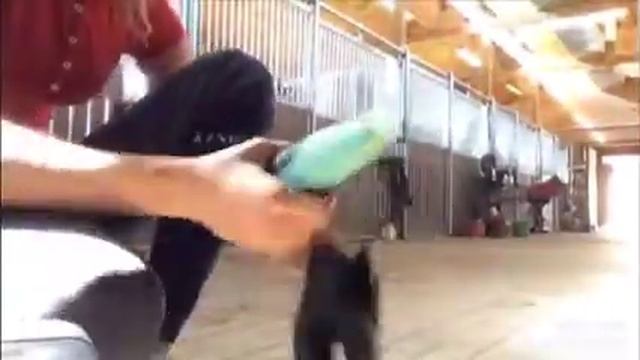 как поступить, чтобы тебя полюбила лошадь| Лошади| смотреть онлайн