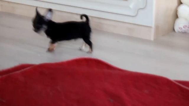 мальчик чихуахуа смотреть онлайн