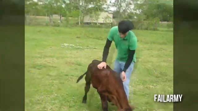 Приколы с животными Смотреть видео смотреть онлайн