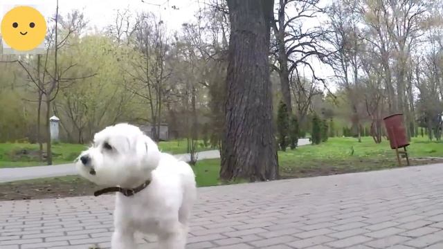 Порода МАЛЬТЕЗЕ или Мальтийская болонка! Что нужно знать о породе, прежде чем завести щенка! смотреть онлайн