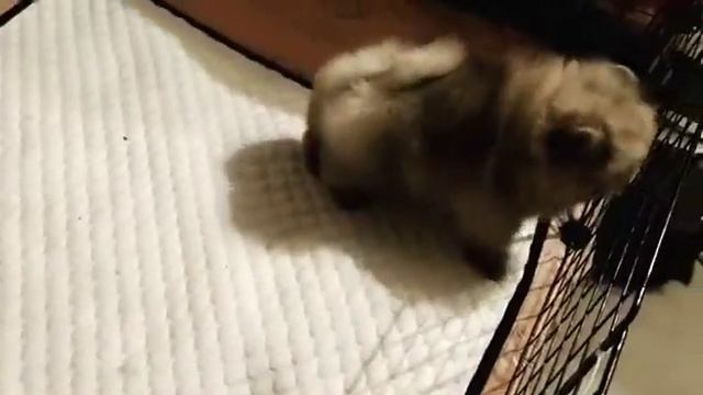 Девоча померанский цверг шпиц смотреть онлайн