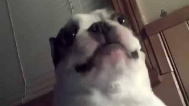 Над таким рычанием все коты будут смеяться.