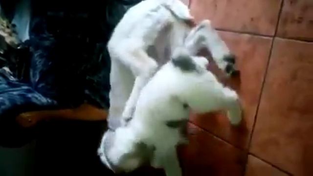 алабай против 3 х месячного смотреть онлайн