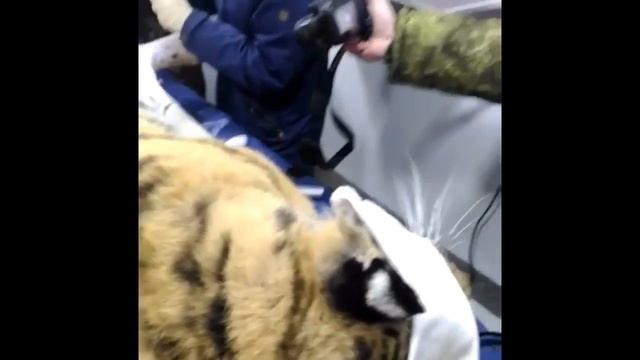 Казачка, мать Павлика и Елены проходит ветеринарный осмотр. Часть 2 смотреть онлайн