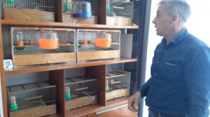 Разведение и содержание канареек.  Кладка яиц и их насиживание.