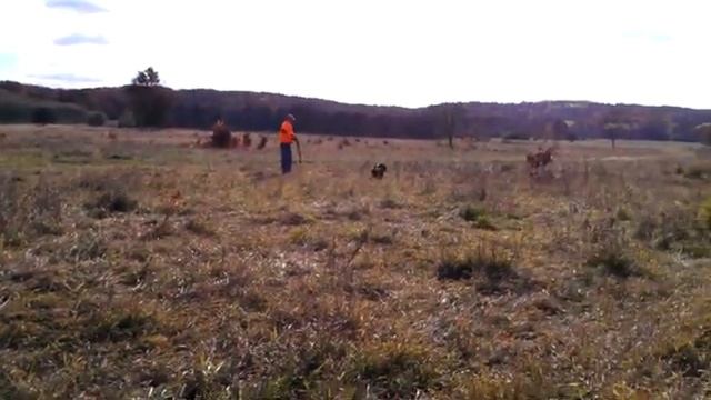 Field Spaniel Bogey Master Hunter Level Landwork Wolftrees One Over Par MH смотреть онлайн