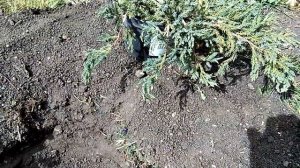 МОЖЖЕВЕЛЬНИК ЧЕШУЙЧАТЫЙ  БЛЮ КАРПЕТ ( BLUE CARPET) ?ОПИСАНИЕ, ПОСАДКА