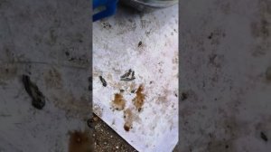 Suzuki SkyWave 400 CK42A замена масла и фильтра в двигателе