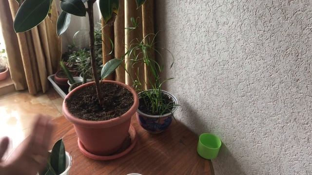 Мой фикус каучуконосный после обрезки. смотреть онлайн