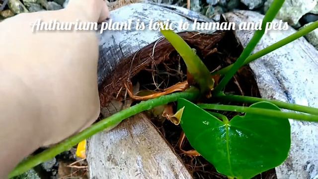 Anthurium Plants in Coconut Coir смотреть онлайн