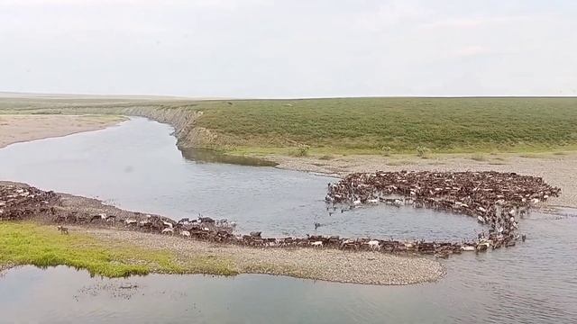 Стадо северных домашних оленей пасётся на реке / Herd of reindeer grazing on the river / Nomads смотреть онлайн