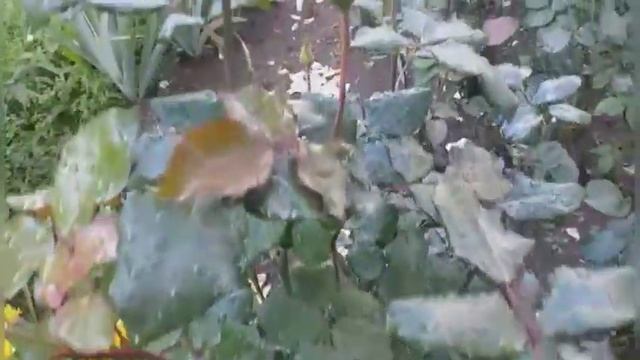343.# 4 сентября прогулка по саду??☔?Цветут розы Барок,Уайт Климбинг,Бик Пёрпл,Императрица Фарах... смотреть онлайн