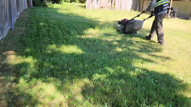 OVERGROWN Lawn FREE Mowing, MY 22ND FREE SERVICE  #lawn #lawncare #grasscutting #lawnmowing #mowing