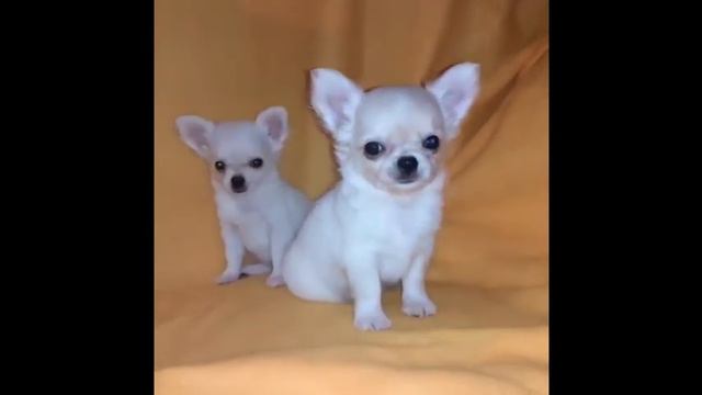 Мальчик д.р. 20.12.2019 смотреть онлайн