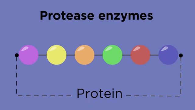 Digestive Enzymes | Physiology | Biology | FuseSchool