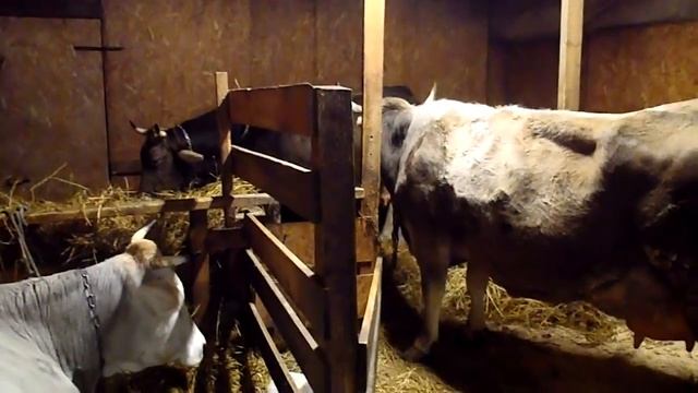 Сколько нужно иметь коров для ЛПХ. смотреть онлайн