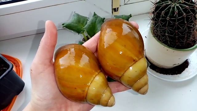 Уход за улитками Архахатина и древесниками! /// влог и уборка улиток /// всё о улитках смотреть онлайн