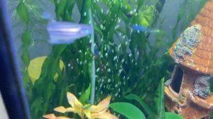 Зеленый налет на стенках аквариума, растениях и камнях. Как избавится навсегда!