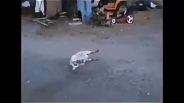 Страх козы