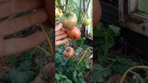 Томатный гном МАЛИНОВАЯ НЕРКА.Коллекционный сорт.